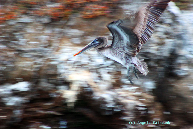 pelican in flight
