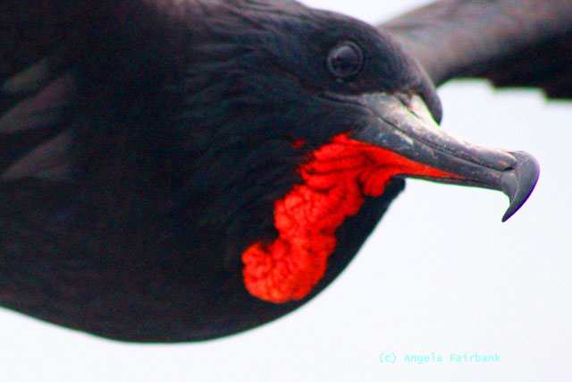 frigate bird in flight
