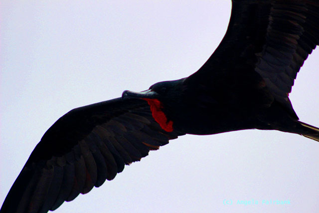 frigate bird in flight