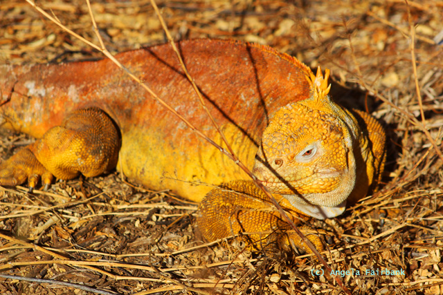 land iguana