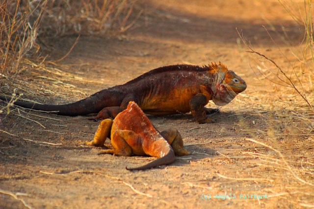 land iguana