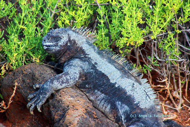 marine iguana