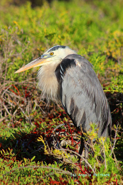 great blue heron