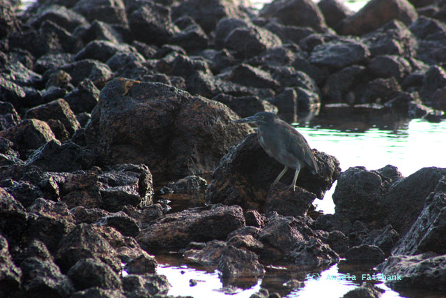 lava heron