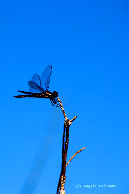 dragonfly