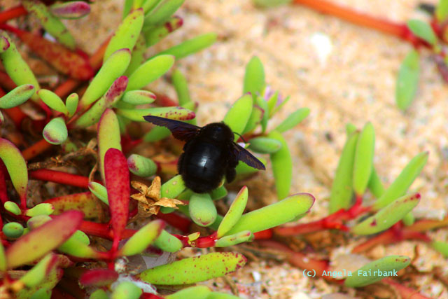 galapagos bee
