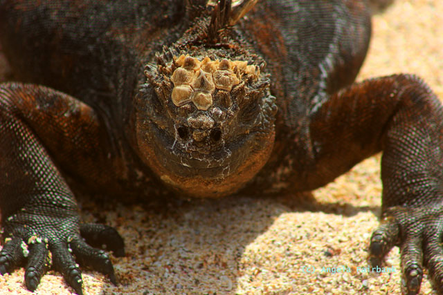 marine iguana