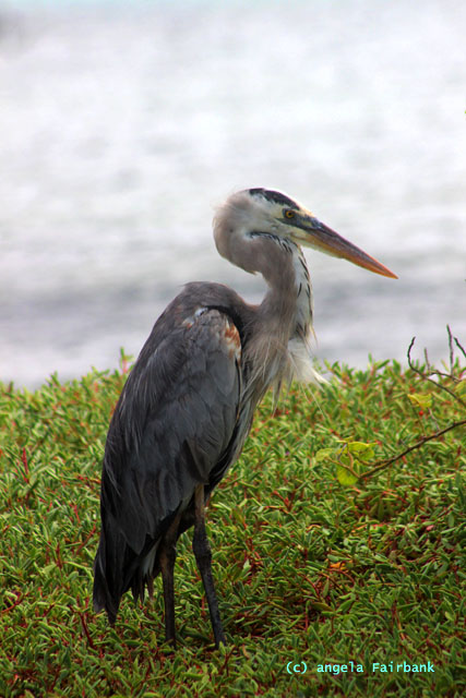 great blue heron