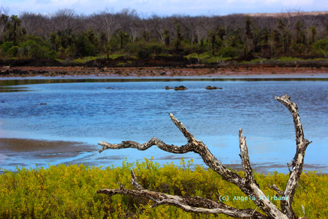pond