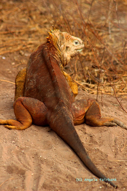 land iguana
