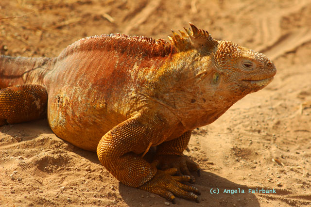 land iguanas prior to fight