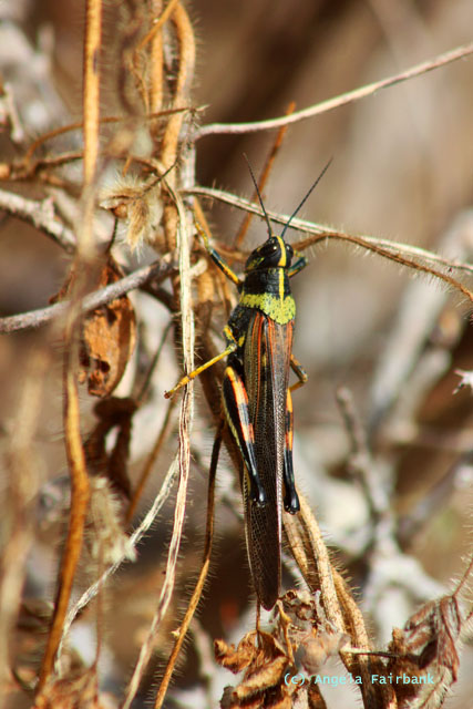 locust