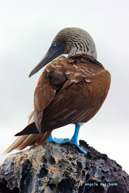 blue-footed booby-3