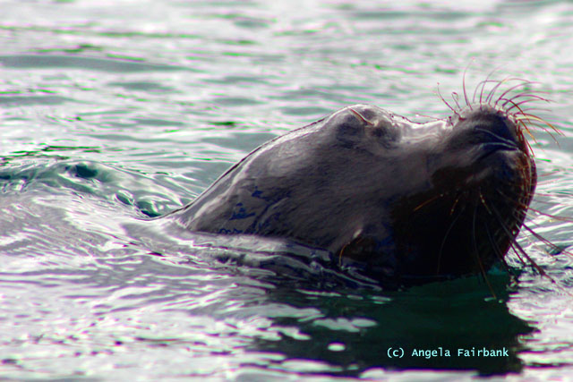 sea lion