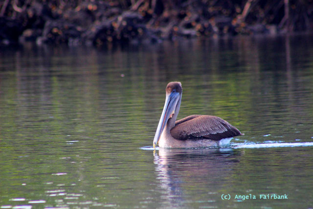 brown pelican