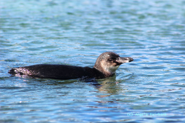 galapagos penguin-2