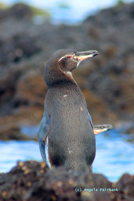 galapagos penguin-1