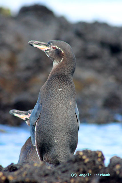 galapagos penguin-3