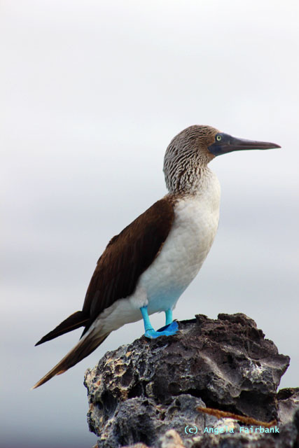blue-footed booby-1