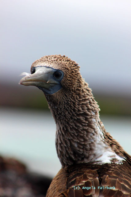 blue-footed booby-2