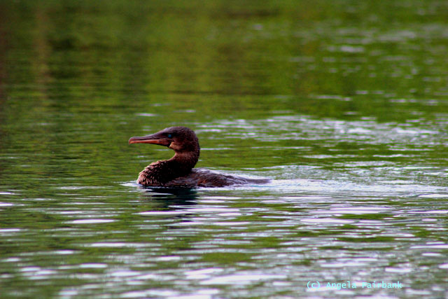 flightless cormorant
