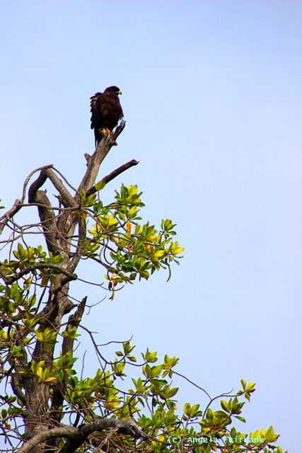 galapagos hawk