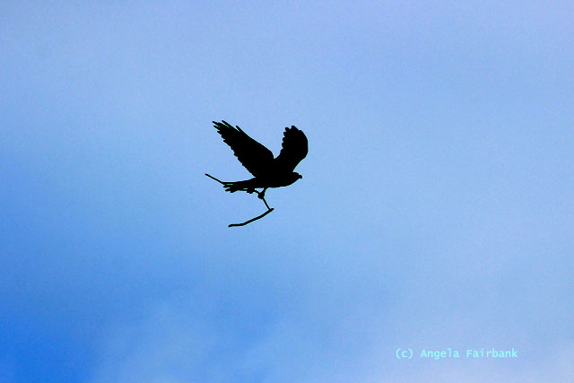 galapagos hawk in flight
