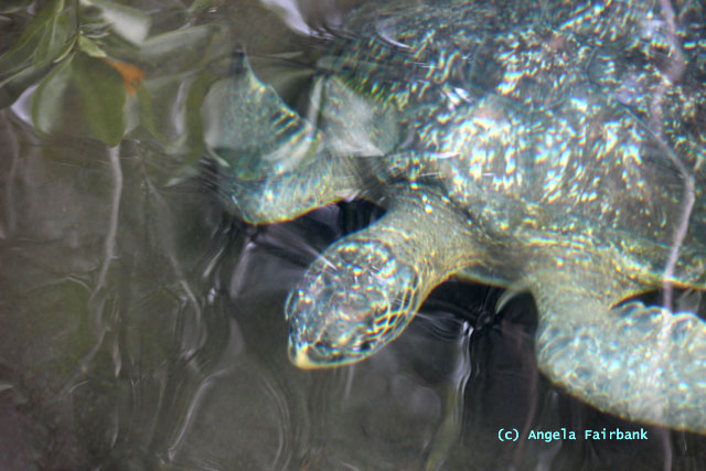 marine turtle