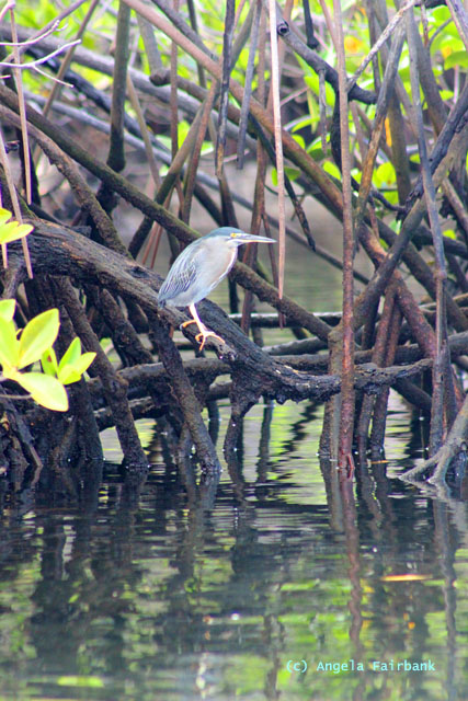night heron in mangroves