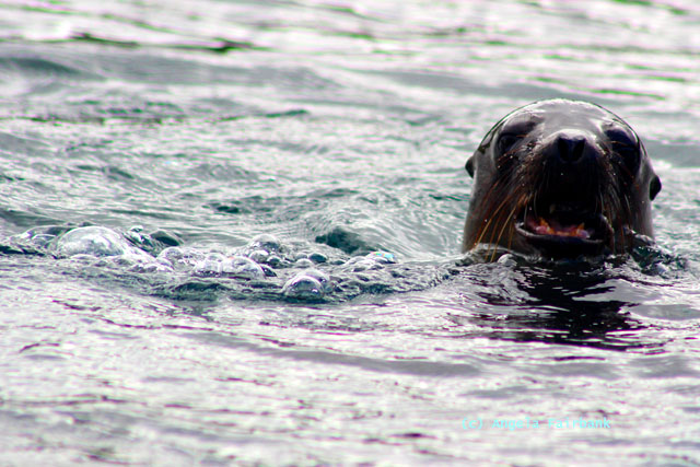 sea lion