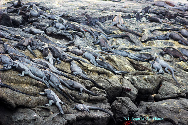 marine iguanas
