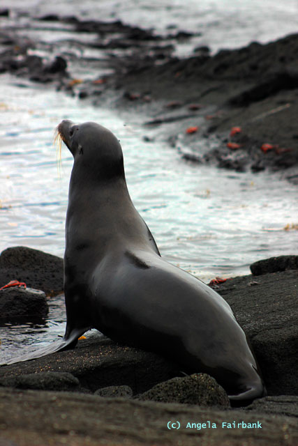 sea lion