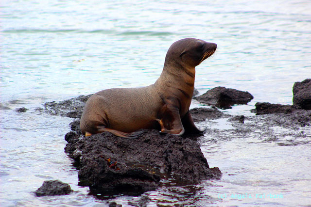 baby sea lion