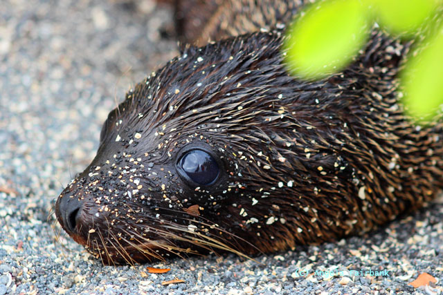 baby sea lion