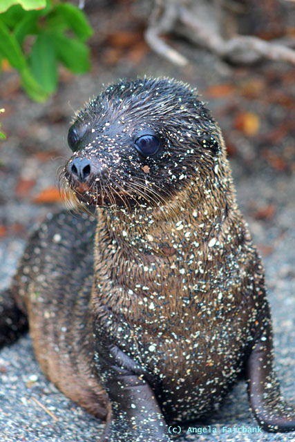 baby sea lion