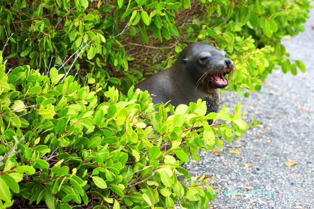 mother sea lion