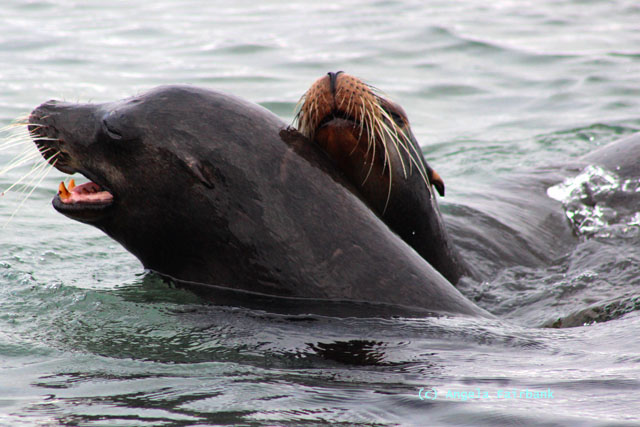 sea lion couple in water