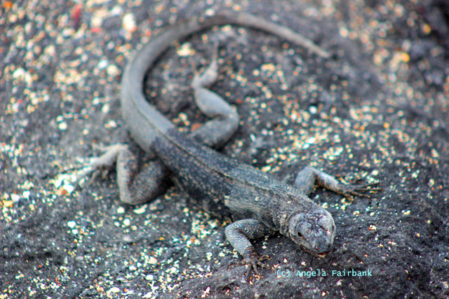 lizard