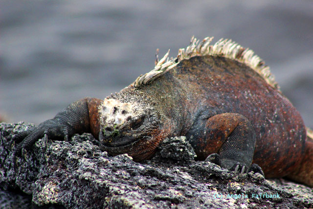 marine iguana