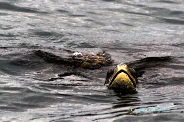 sea turtle