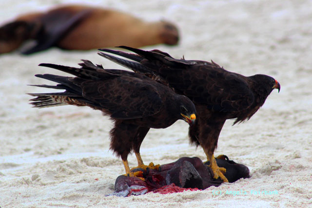 two galapagos hawks eating dead baby sea lion