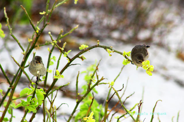 finches