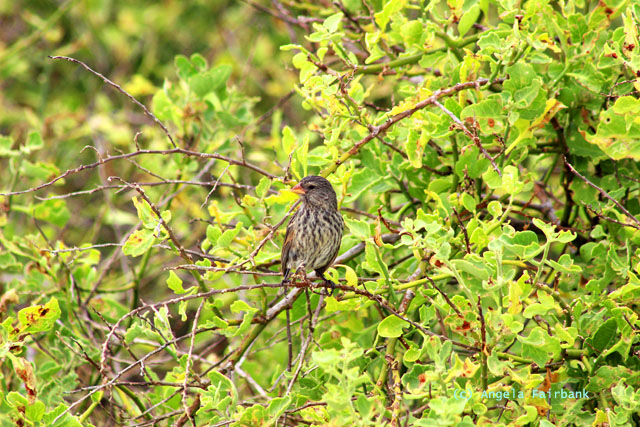finch