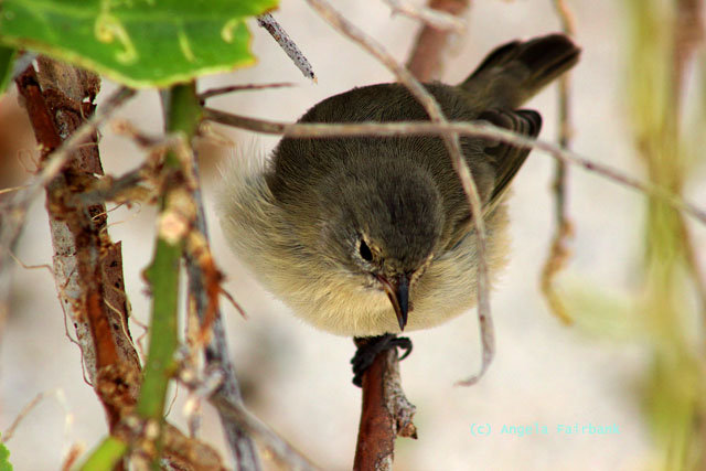 finch