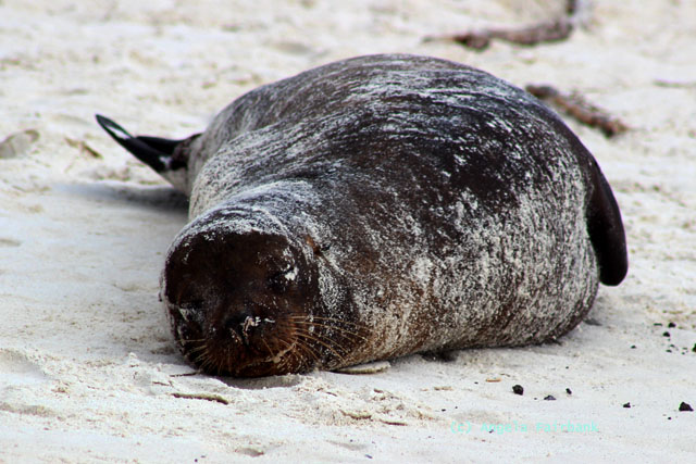 large sea lion resting in the sand
