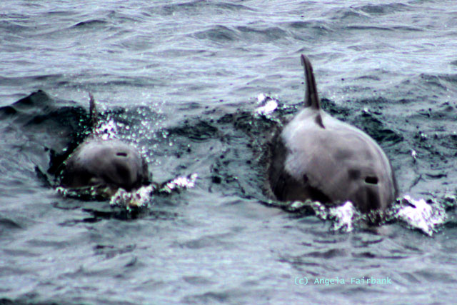 bottle-nose dolphins