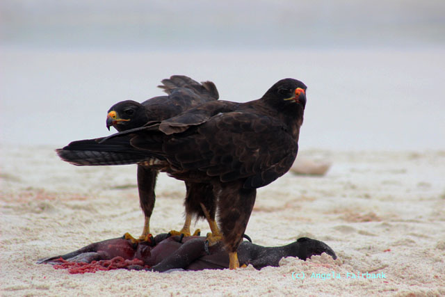 two galapagos hawks eating dead baby sea lion