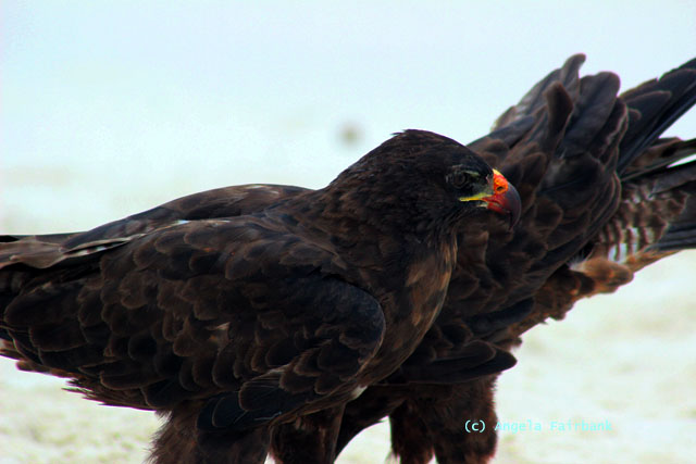 two galapagos hawks eating dead baby sea lion