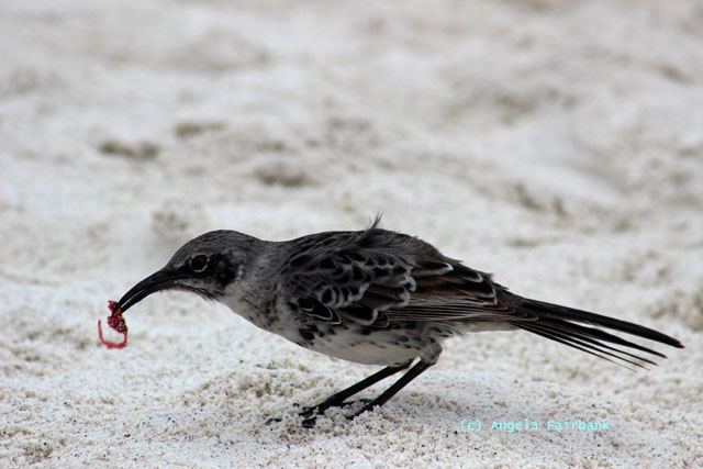 mocking bird with seal entrails in mouth