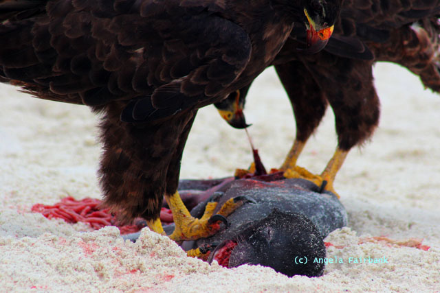 two galapagos hawks eating dead baby sea lion
